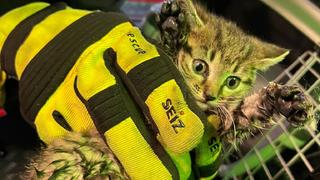 Das Kätzchen wurde von der Feuerwehr gerettet.