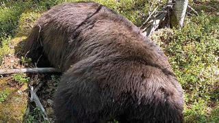 Der tote Bär lag nur wenige Meter von dem toten Jäger entfernt.