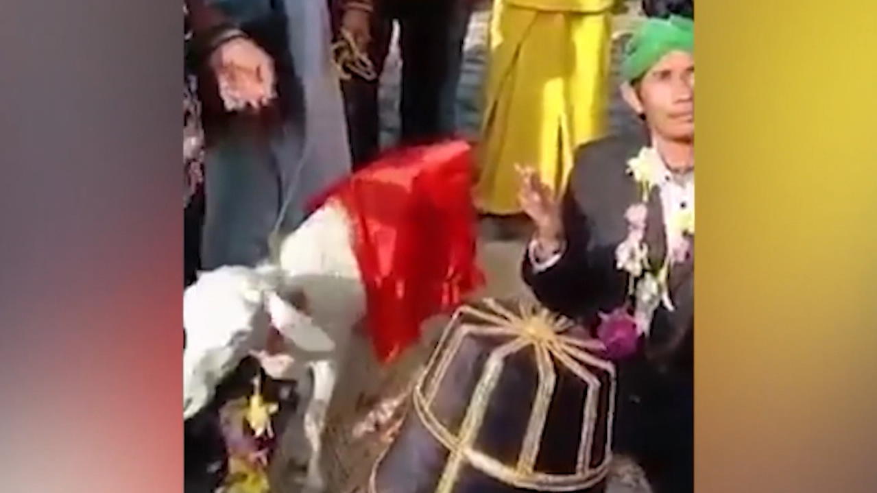 Pernikahan aneh di Indonesia: seorang pria menikahi seekor kambing