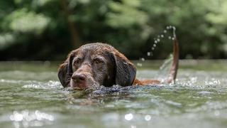 Schokoladen-Labrador