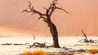 Abgestorbener Baum in Namibia.