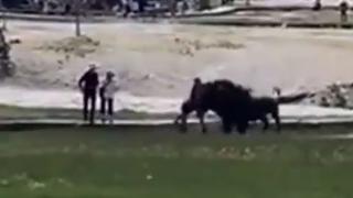 Augenzeuge Rob Goodell filmt, wie ein Bison-Bulle im Yellowstone Nationalpark sein Revier verteidigt und Touristen auf die Hörner nimmt