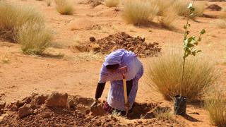 Frau pflanzt im Rahmen des "Great Green Wall" Projektes neue Bäume in der Sahelzone.