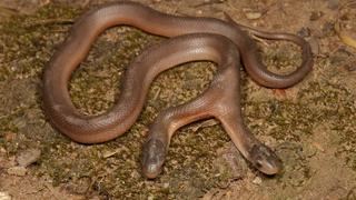 In Südafrika wurde eine seltene Schlange entdeckt.