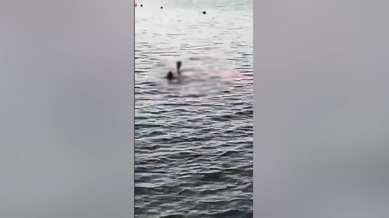 ¡Video ataque de terror!  Una mujer austriaca de 68 años murió mordida por un tiburón en el paraíso egipcio de Eid
