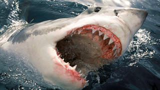 Nov 07, 2007 - Thornbury, Victoria, Australia - PICTURED: Great White Shark (Carcharodon carcharias) 'jawing' on the surface. +++(c) dpa - Report+++