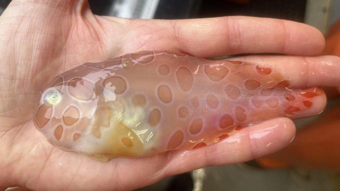 wissenschaftler-haben-vor-alaska-einen-durchsichtigen-fisch-gefunden