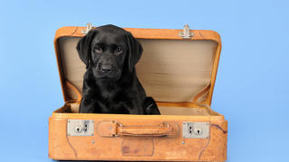 Hund sitzt in Koffer