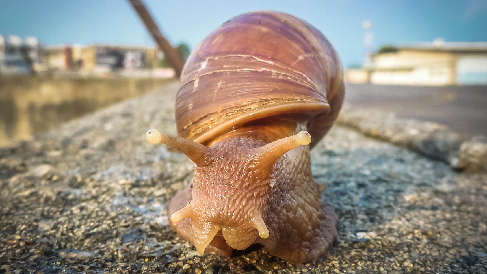 African giant snail forces an entire city into quarantine