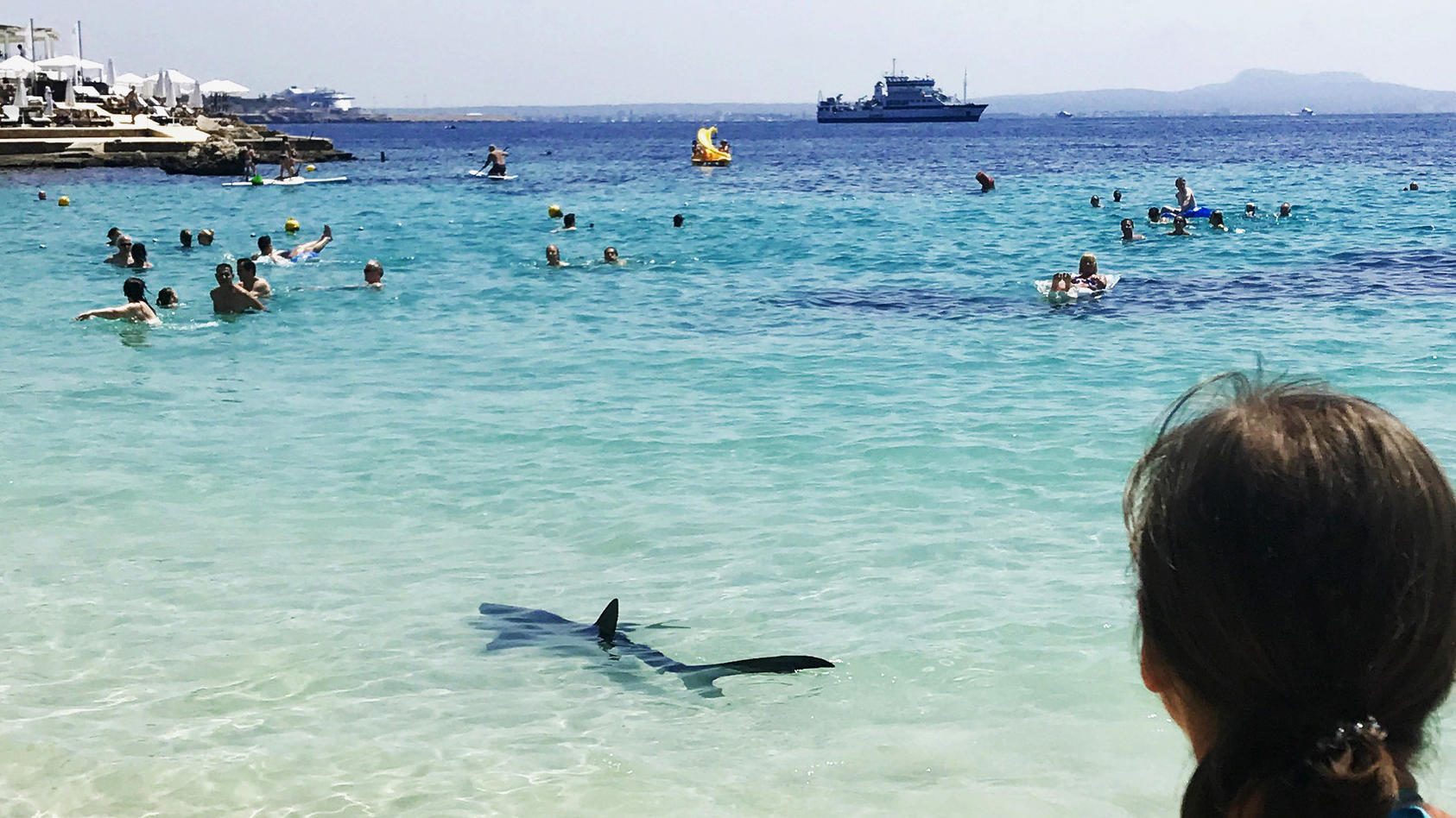Ein Hai schwimmt in Küstennähe