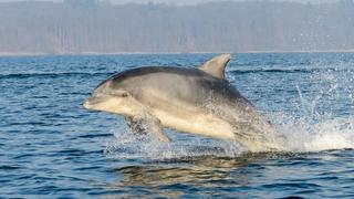 Ein Delfin in der Flensburger Förde. Foto: Benjamin Nolte