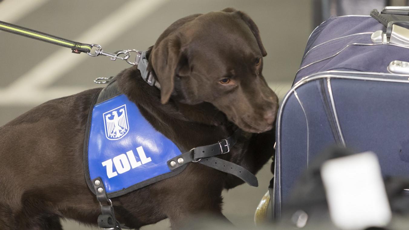 Die Zollhunde erschnüffeln auch im Gepäck Betäubungsmittel.