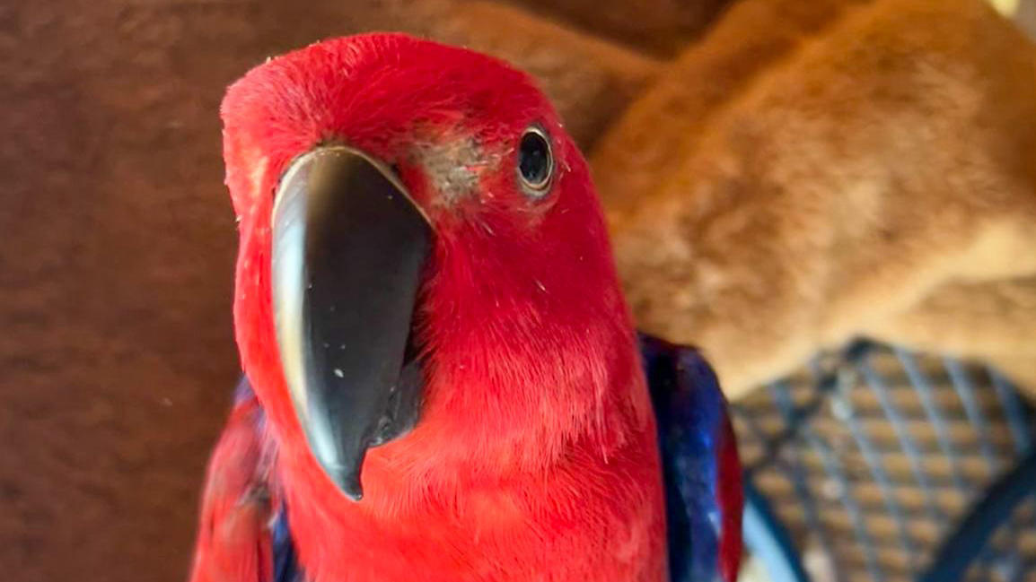 HANDOUT - 11.07.2022, Demokratische Republik Kongo, Werne: Ein Papagei sitzt auf einem Arm. Am Wochenende hat der Vogel im münsterländischen Werne offenbar Einbrecher in die Flucht geschlagen. Die Unbekannten waren in ein Haus eingestiegen und wurden