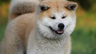 Der Akita ist eine Hunderasse aus Japan. (Symbolbild)