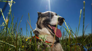 Die Schäferhund-Huskie-Mischlings-Dame Queen sitzt am 21.06.2013 in Berlin in einem Feld bei Pankow und genießt das schöne Wetter. Nach dem starken Unwetter am Abend des 20.06.2013 zeigte sich wieder die Sonne. Foto: Paul Zinken/dpa +++(c) dpa - Bildfunk+++