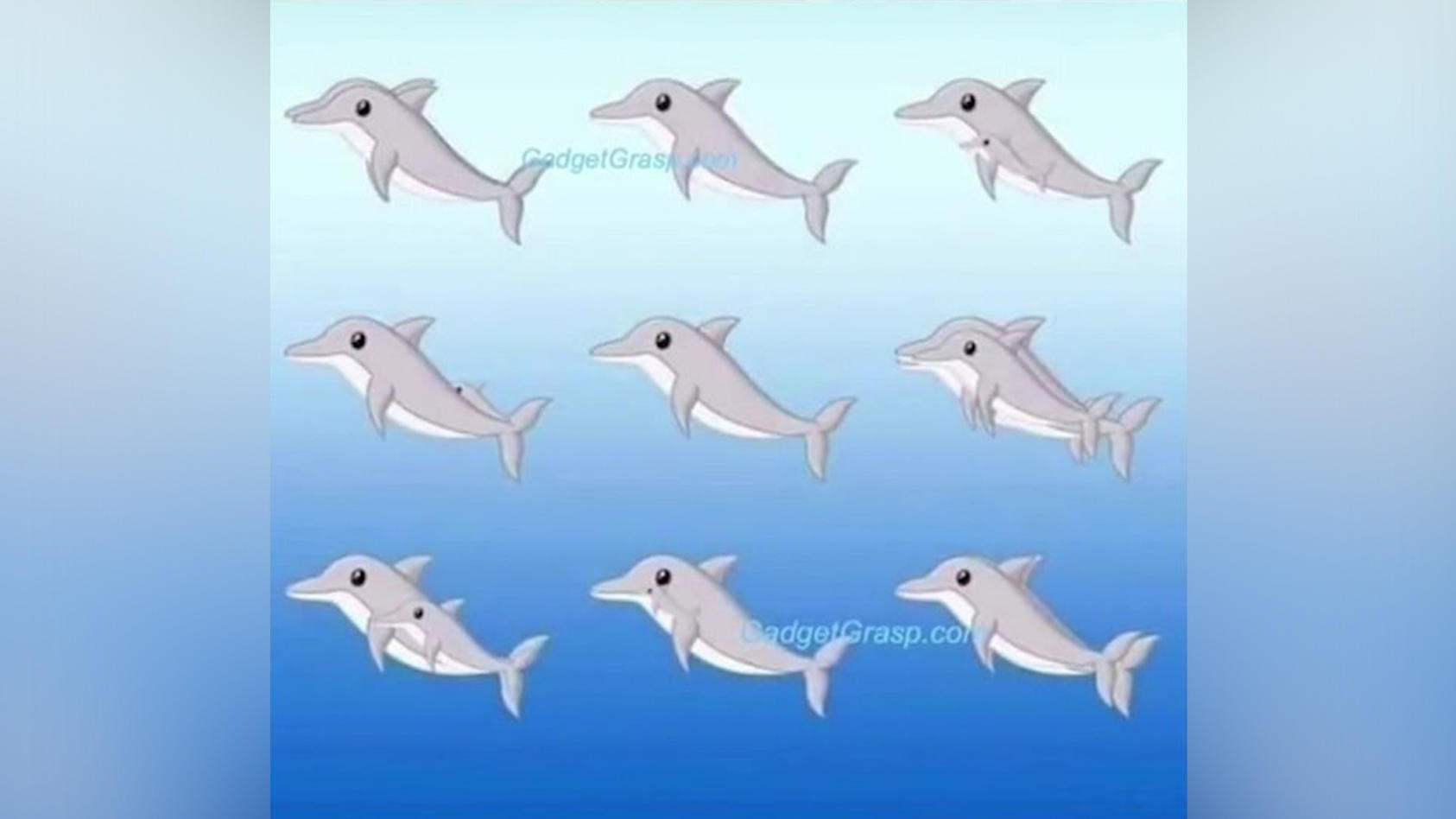 Optische Täuschung Delfine