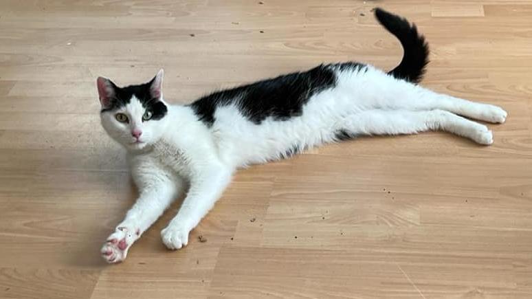 Kater Winston