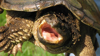 Die Schnappschildkröte erreicht einen Durchmesser von bis zu 45 Zentimeter.