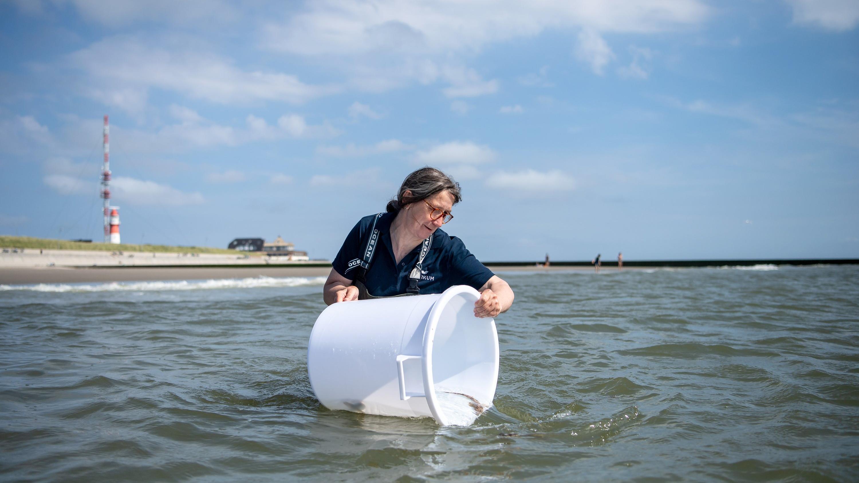 Jungtiere vom Kleingefleckten Katzenhai werden in die Nordsee gelassen