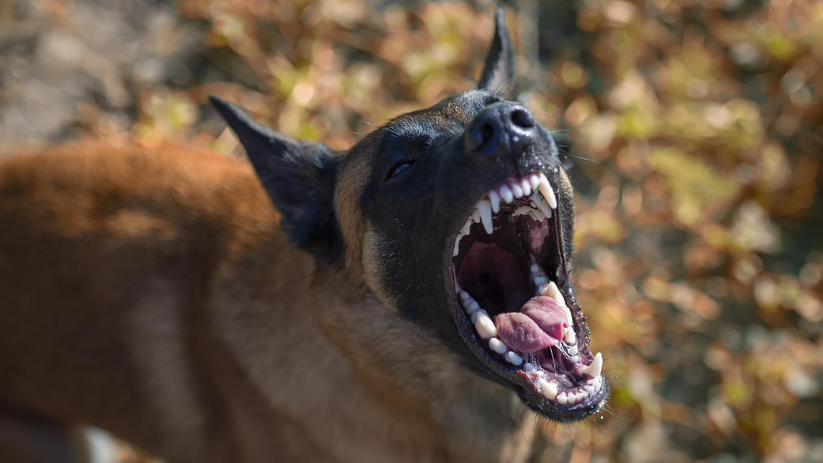 Der aggressive Schäferhund-Mischling hat versucht einen Polizisten anzugreifen, der ihn daraufhin erschossen hat. (Symbolbild).