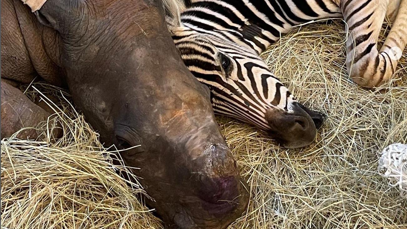 Dicke Freunde werden Insta-Stars - Zebra rettet Nashornbaby das Leben