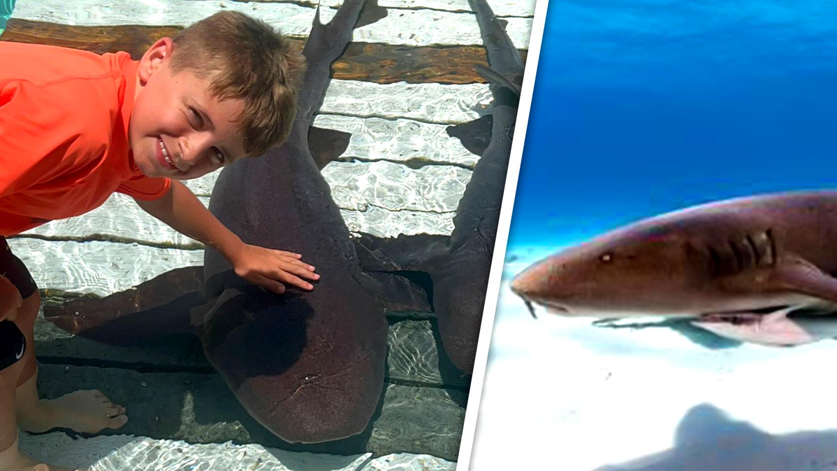 Junge (8) im Bahamas-Urlaub von drei Haien attackiert