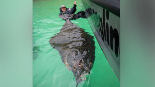 Angler Paul Stevens is celebrating today after landing the biggest ever halibut fish caught by a Brit