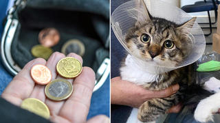 Eine Hand, die zum leeren Geldbeutel greift mit ein paar Münzen und eine kranke Katze mit Halskrause und traurigem Blick