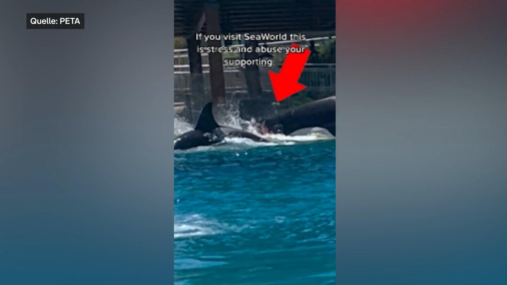 Schockierende Filmaufnahmen - Blutiger Kampf zwischen zwei Orcas 