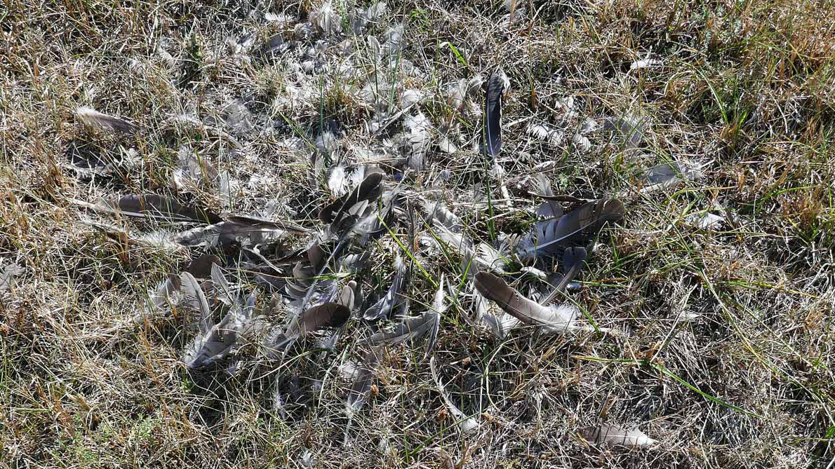 Einige Meter vom Gehege entfernt finden sich Federn. Sie könnten von toten Tieren stammen, die Greifvögel aufgenommen und gerupft haben.