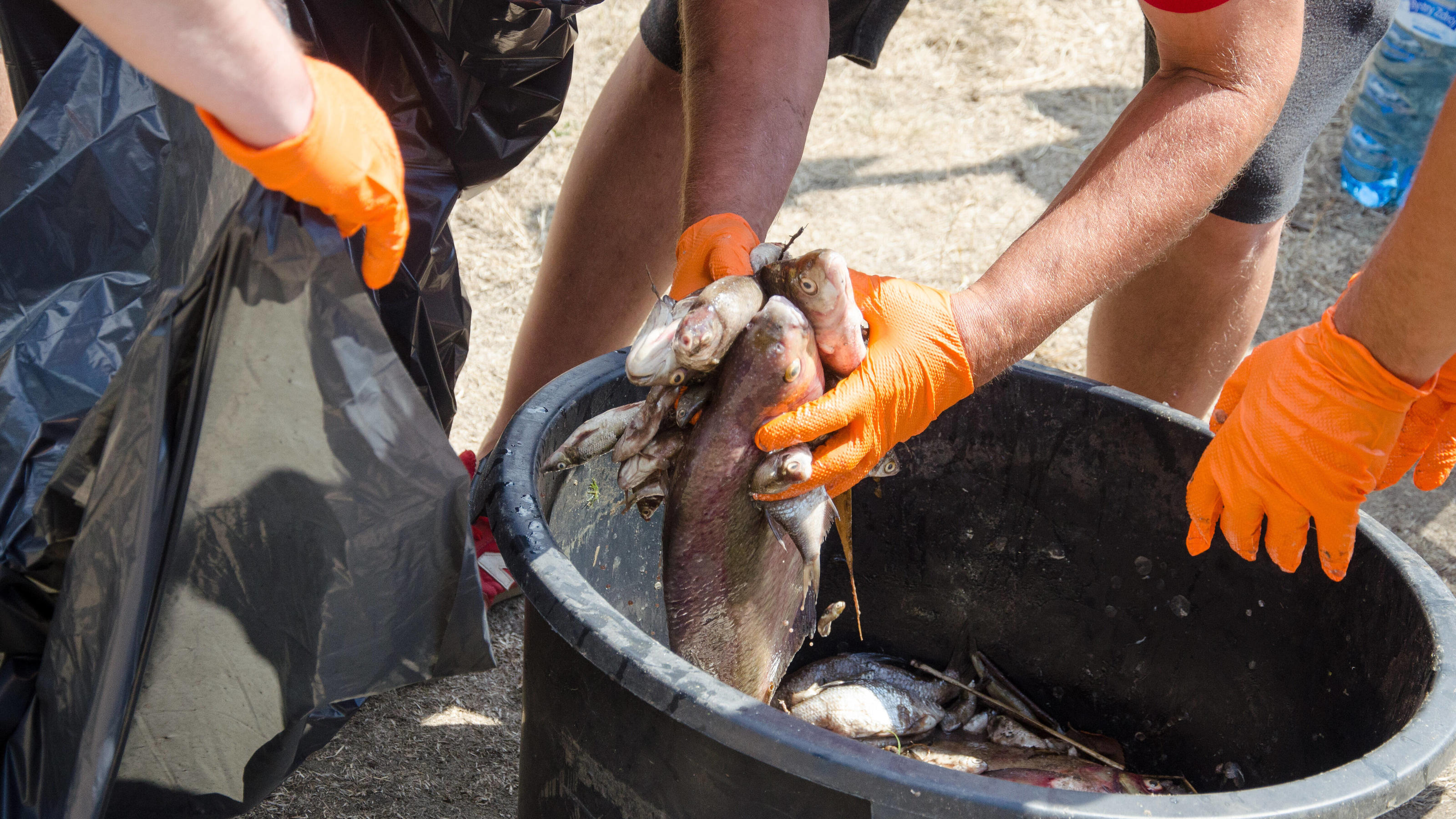  Thousands of dead fish in a river on a Polish-German border Photo: NewsLubuski/East News Members of National Fishing Guard pick up dead fish from the Oder river near Krosno Odrzanskie on August 10, 2022 in western Poland near the German border. In r