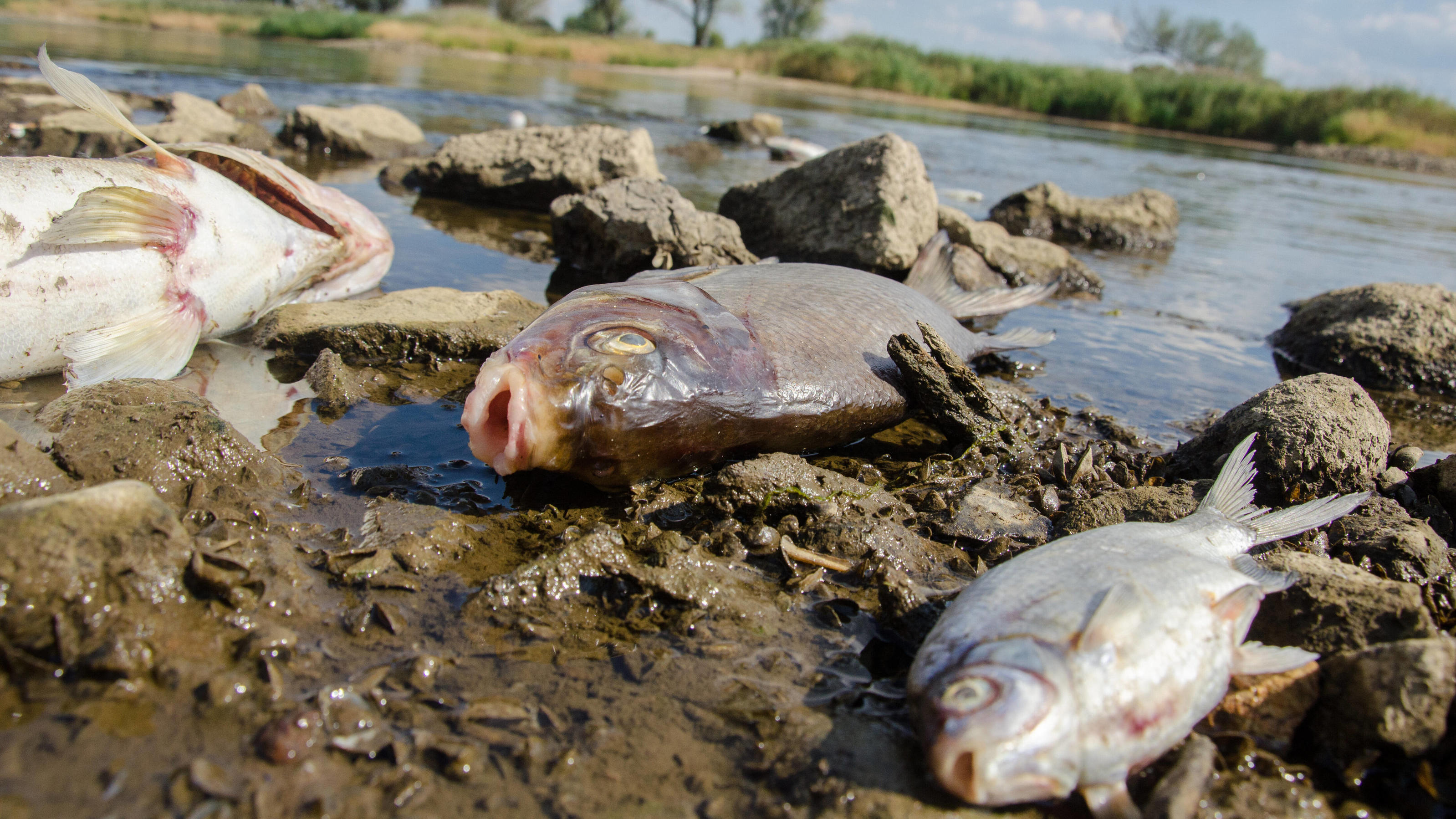  Thousands of dead fish in a river on a Polish-German border Photo: NewsLubuski/East News Dead fish are seen on the bank of the Oder river near Krosno Odrzanskie on August 10, 2022 in western Poland near the German border. In recent days thousands of