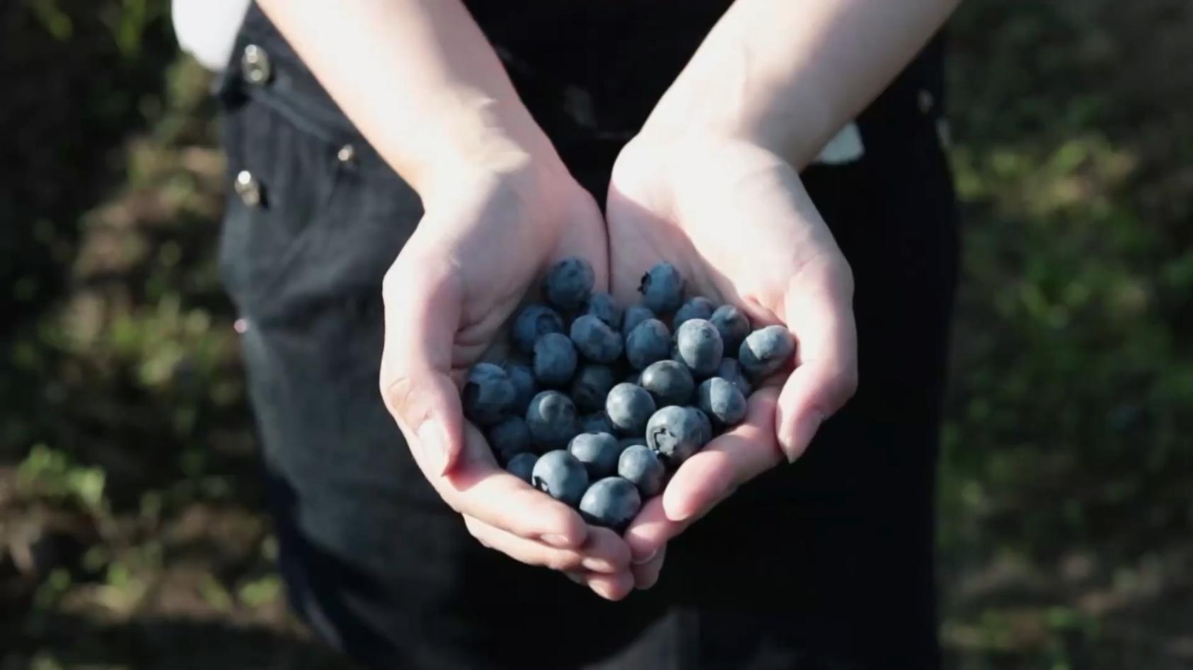 Das Passiert In Unserem K Rper Wenn Wir T Glich Heidelbeeren Essen