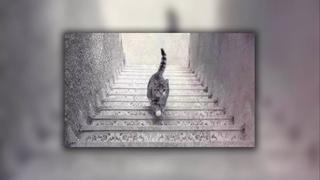 Katze auf Treppe