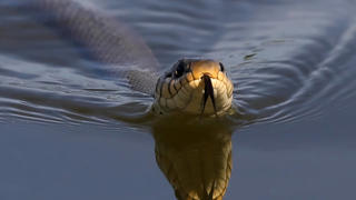 Natur, Tiere, Schlange im Wasser, *** Nature, animals, snake in water, 