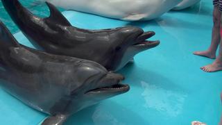 Forscher fanden heraus, dass Delfine ähnliche soziale Netzwerke wie Menschen formen.