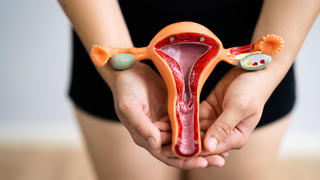 Modell eines Uterus'