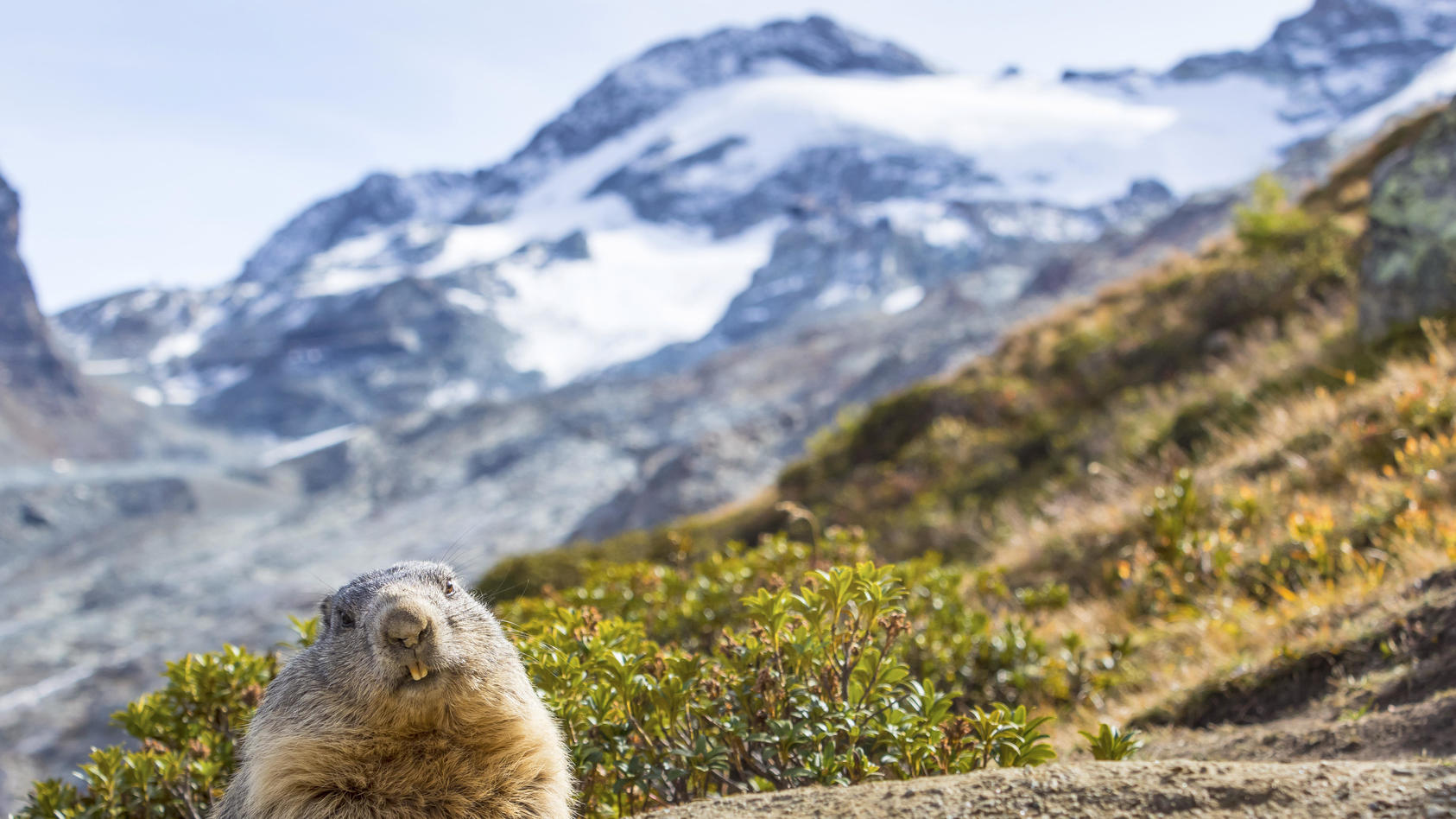 klimawandel-in-den-alpen-murmeltiere-klettern-immer-hoher