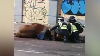 London: Polizei-Pferd bricht zusammen und stirbt