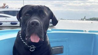 Hund Bentley biss seinem Retter ins Gesicht.