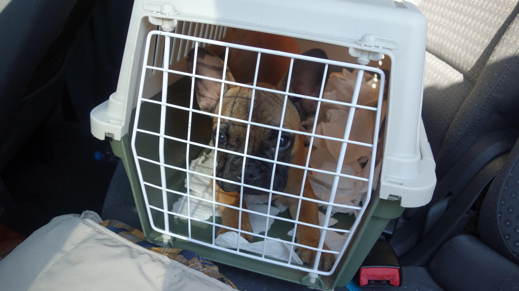 Das Hauptzollamt Braunschweig rettet einen süßen Welpen in einer Transportbox.