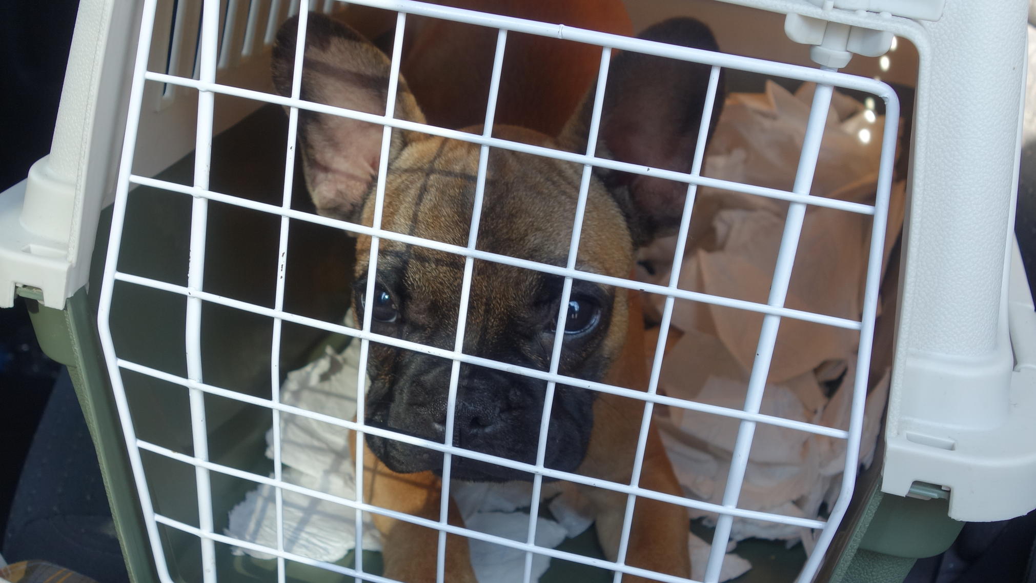 Das Hauptzollamt Braunschweig rettet einen süßen Welpen in einer Transportbox.