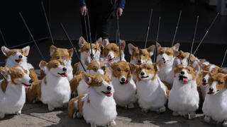 A group of corgi puppets made by puppet maker Louise Jones each one an individual and based on past and present Royal corgis, part of 'The Queen's Favourites' for the Platinum Jubilee Pageant, in Coventry, England, May 5, 2022. (AP Photo/Kirsty Wigglesworth)