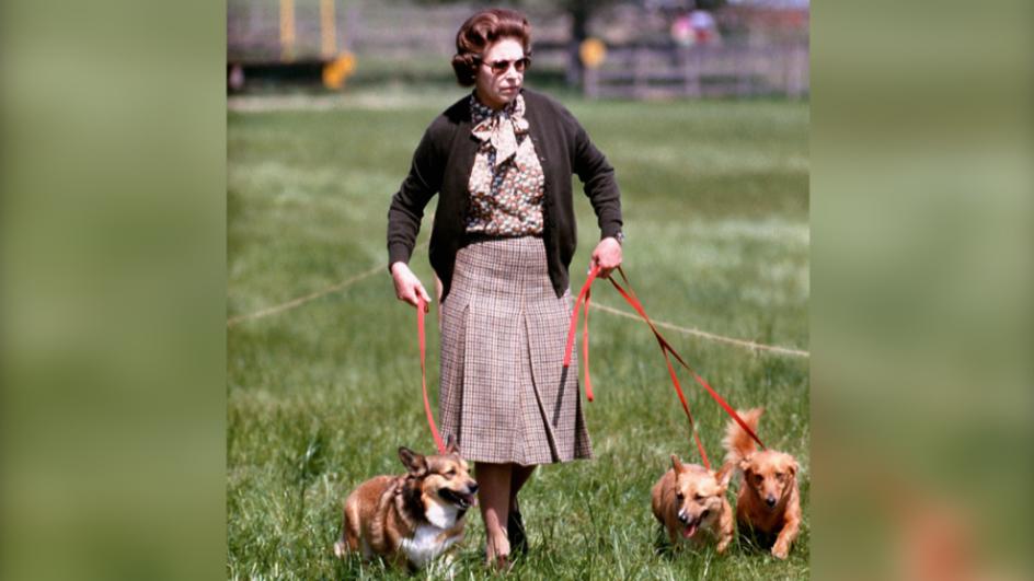Queen mit Hunden