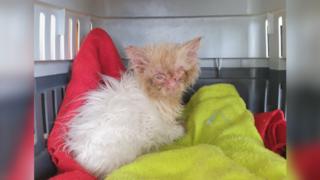 Verfilztes Fell und verklebte Augen bei Baby-Kater Faouzi.