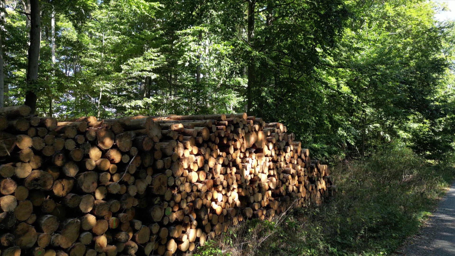 Holz im Wald bei Rabenau.