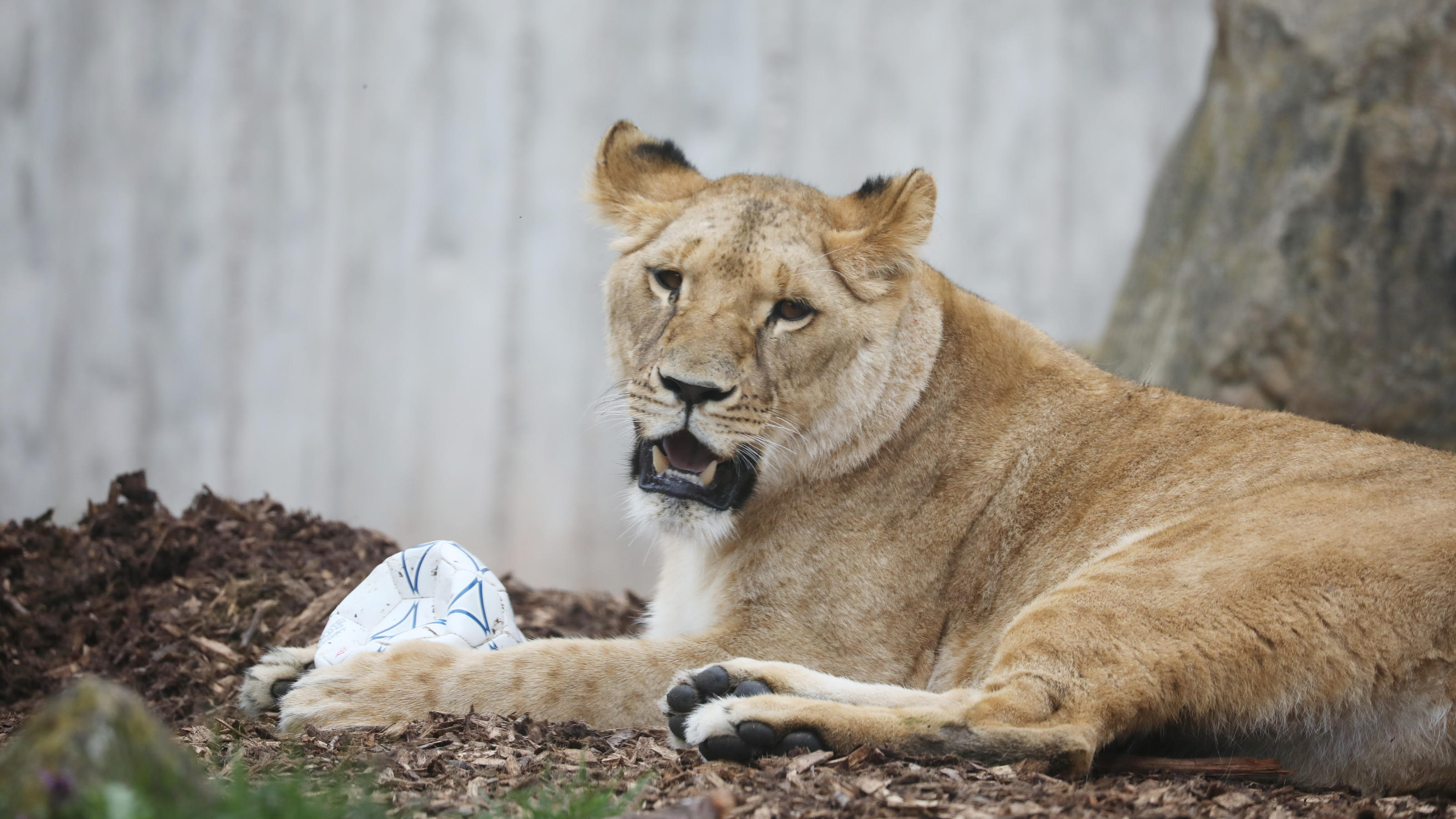 Löwin Latika liegt mit einem Ball im Erfurter Zoo.