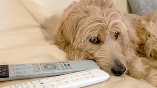 Hund liegt auf dem Sofa und schaut fern.