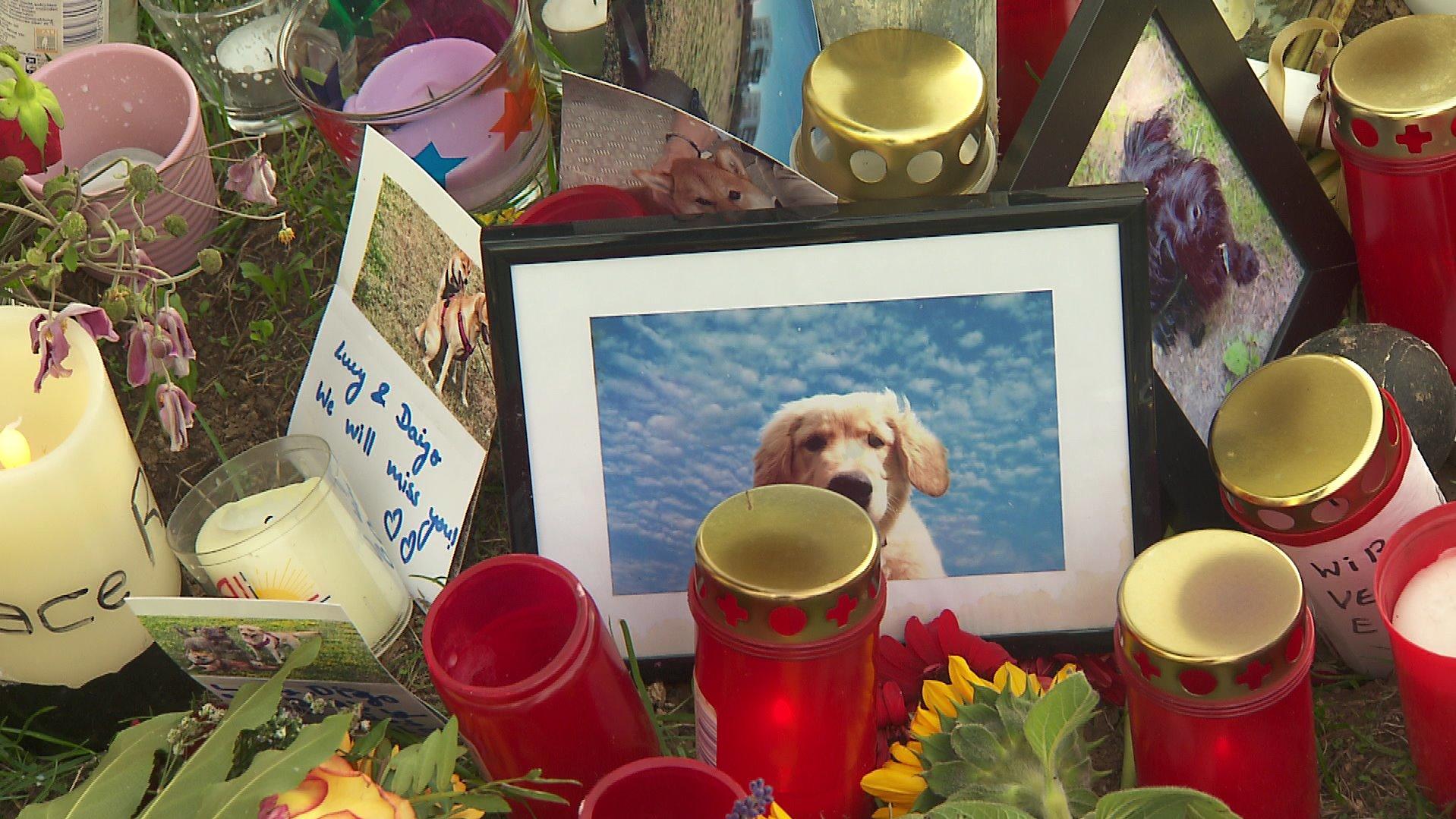 Kerzen und Fotos erinnern auf der Hundewiese auf dem Frankfurter Riedberg an die vielen Opfer des Tierhassers.