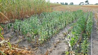 Landwirt findet Cannabisplantage